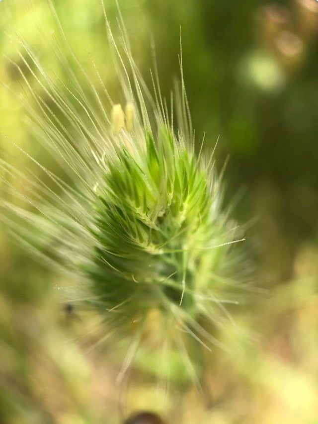 মোবাইল দিয়ে Portrait ছবি তোলার উপায়